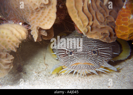 Splendida Toadfish Sanopus Splendidus Cozumel Messico Foto Stock