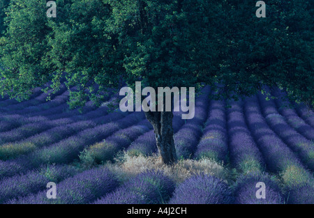 Albero in mezzo a un campo di lavanda, Plateau de Valensole, Provenza, Francia Foto Stock