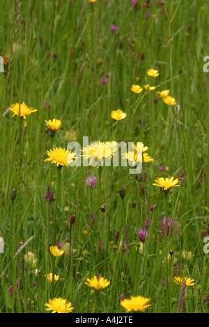 Fiori di prato Inghilterra fine maggio primi di giugno Foto Stock
