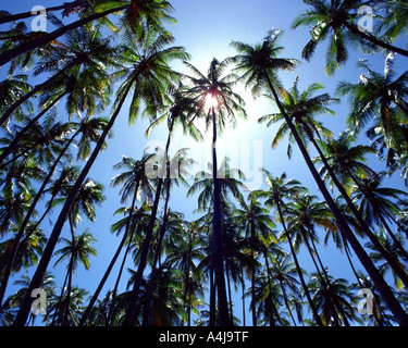 Stati Uniti - Hawaii: Coconut Grove at Kapuaiwa su Molokai Foto Stock