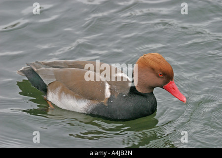 RED CRESTED POCHARD NETTA RUFINA DRAKE NUOTO SV Foto Stock