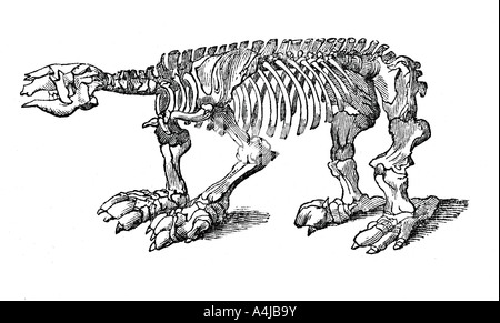 Scheletro di Megatherium, estinto massa gigante bradipo, 1833.Artista: Jackson Foto Stock