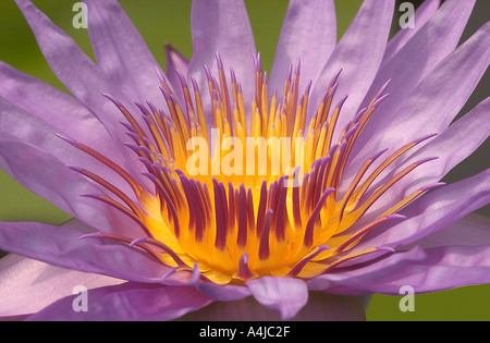 Bella spettacolare giglio d'acqua viola con centro giallo. Foto Stock