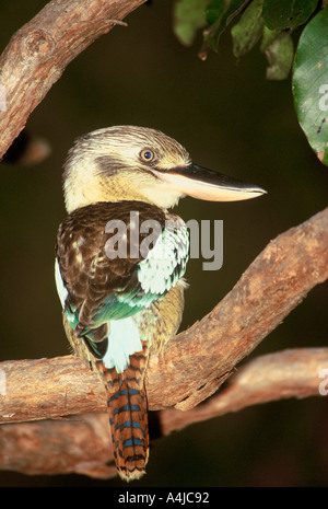 Blue Winged kookaburra Dacelo femmina leachii Litchfield NP Northern Territory Australia selvatica Foto Stock