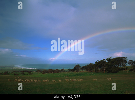 Rainbow mare e pecore incontro Bay Australia del Sud Foto Stock