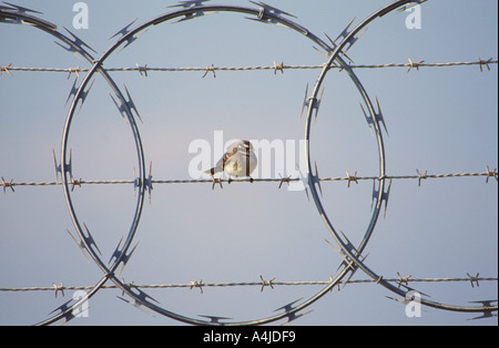 A fiocco grigio Rhipidura fuliginosa seduto su barbwire recinzione a sud Australia Foto Stock