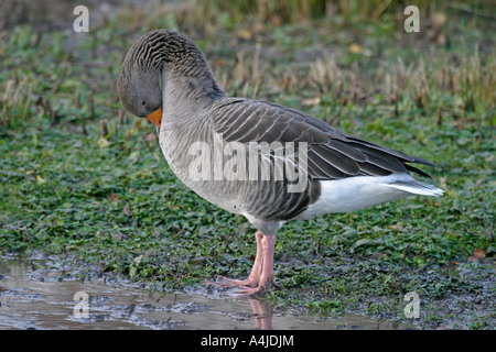 Ritardo di Grey Goose Anser anser PREENING SV Foto Stock