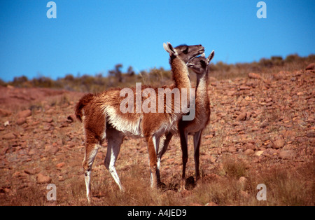 La Patagonia Argentina 27 Nov 03 Guanaco a Cabo Dos Bahias vicino Camarones Chubut Patagonia Argentina James Sturcke Foto Stock
