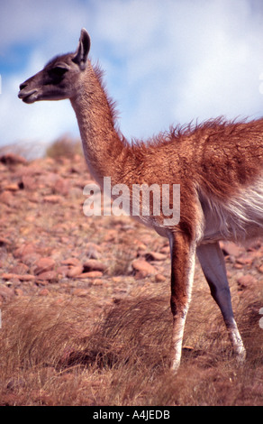 La Patagonia Argentina 27 Nov 03 Guanaco a Cabo Dos Bahias vicino Camarones Chubut Patagonia Argentina James Sturcke Foto Stock