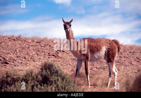 La Patagonia Argentina 27 Nov 03 Guanaco a Cabo Dos Bahias vicino Camarones Chubut Patagonia Argentina James Sturcke Foto Stock