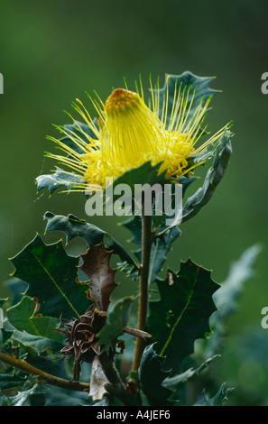 Dryandra praemorsa Proteaceae serpentina NP Australia Occidentale Foto Stock