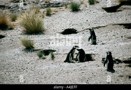 La Patagonia Argentina 27 Nov 03 pinguini di Magellano a Cabo Dos Bahias vicino Camarones Chubut James Sturcke Foto Stock