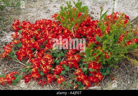 Ghirlanda Lechenaultia L macrantha SW Western Australia selvatica Foto Stock