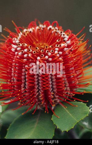 Scarlet banksia Banksia coccienea SW Australia Occidentale Foto Stock