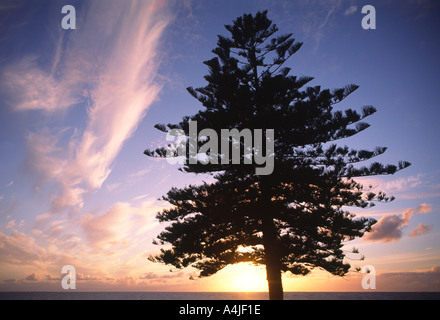 Araucaria pino al Mare del Sud Australia Foto Stock