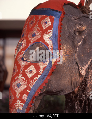 Il cerimoniale di elefante, Colombo, sud della provincia, Sri Lanka Foto Stock