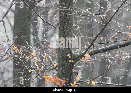 Gocce di pioggia scintillante su rametti di faggio Foto Stock