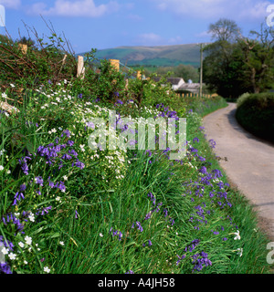 Un agriturismo via foderato con fiori selvatici in Myddfai, Carmarthenshire, Wales UK KATHY DEWITT Foto Stock