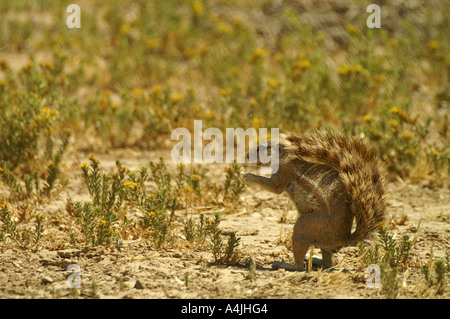 Scoiattolo di terra nel Kalahari Gemsbok National Park in Sud Africa Foto Stock