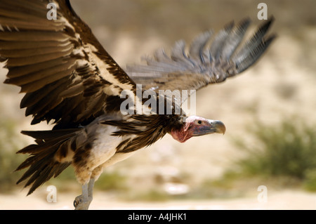 Flying falda di fronte Vulture nel Kalahari Gemsbok National Park in Sud Africa Foto Stock
