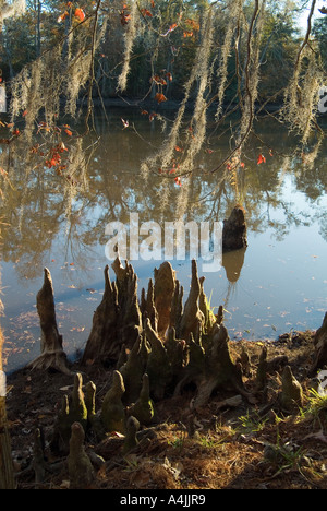 Sam Houston Jones del Parco Statale di Lake Charles, Louisiana Foto Stock