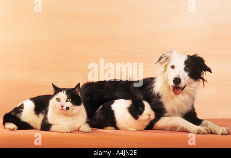 Amicizia animali : Border Collie, il gatto domestico e il coniglio domestico che giace accanto a ciascun altro Foto Stock