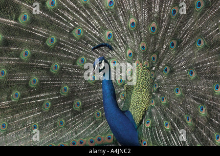 Mostra peacock presso il Los Angeles County Arboretum Foto Stock