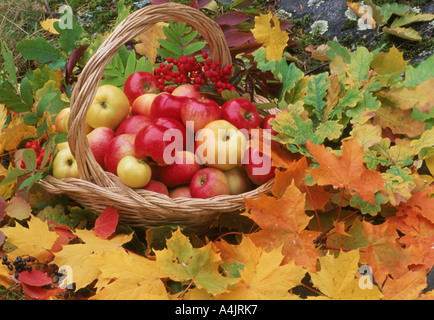 Le mele nel cesto su caduto foglie di autunno Foto Stock