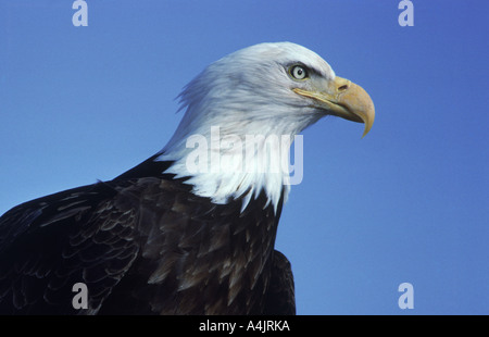 Aquila calva in Alaska Haliaeetus leucocephalus Foto Stock