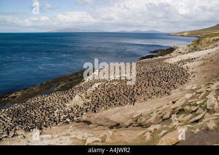 Re cormorano Phalacrocorax atriceps albiventer colonia nidificazione sull isola di carcassa nelle Falkland Foto Stock