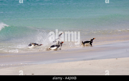 Gentoo Penguin Pygoscelis papua gruppo proveniente a terra Foto Stock