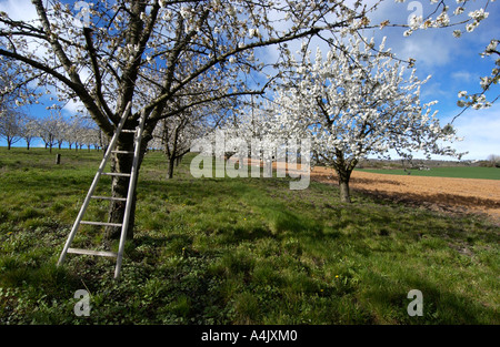 Apple Blossom tree in primavera. Auvergne. Francia Foto Stock