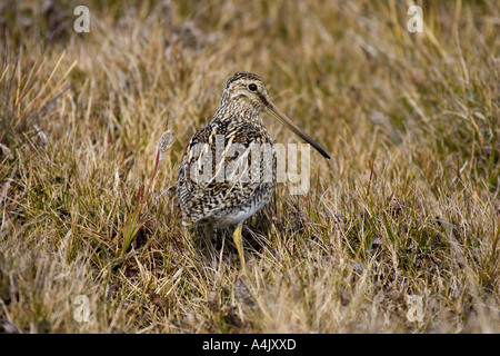 Comune o Magellan beccaccino Gallinago gallinago paraguaiae Foto Stock