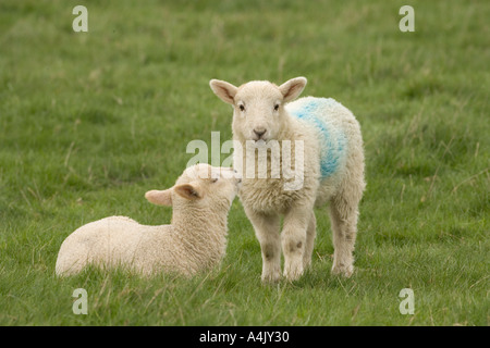 La molla agnelli giocando nel prato in tempo di Pasqua Foto Stock