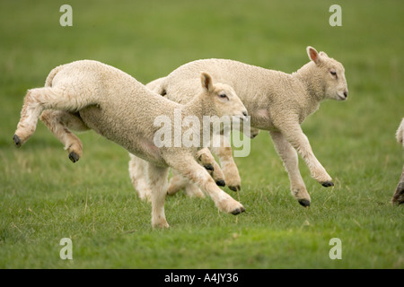 La molla agnelli giocando nel prato in tempo di Pasqua Foto Stock