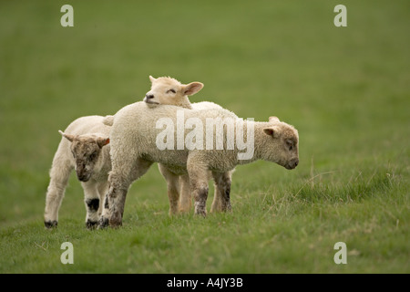 La molla agnelli giocando nel prato in tempo di Pasqua Foto Stock