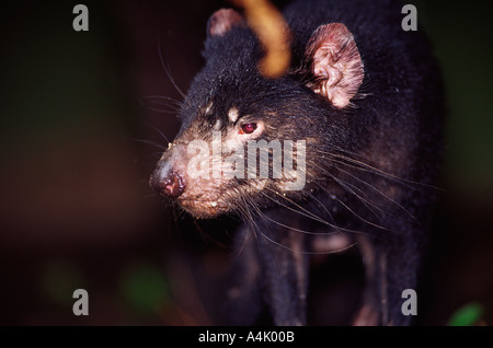 Diavolo della Tasmania Sarcophilus harrisii ritratto Foto Stock