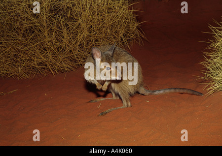 Mala a k a Rufous Hair Wallaby Lagorchestes hirsutus Foto Stock