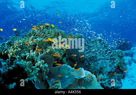 Coral Reef Isole Similan Thailandia Foto Stock