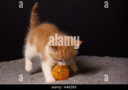 Lo zenzero e il cucciolo bianco di 8 settimane Foto Stock