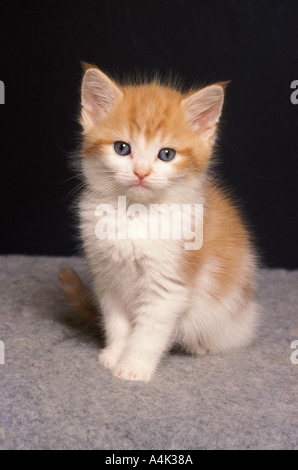 Lo zenzero e il cucciolo bianco di 8 settimane Foto Stock