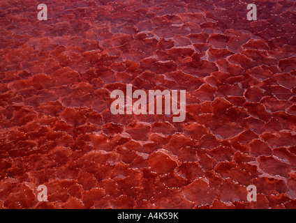 Il Lago Natron, Tanzania, il pigmento rosso del cianobatteri producono il rosso profondo dell'acqua aperto Foto Stock