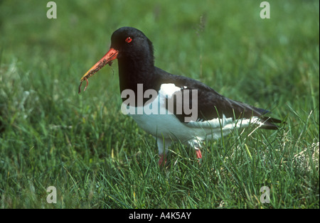 Eurasian Oystercatcher Haematopus ostralegus adulto con vite senza fine nel suo bill, Unst, isole Shetland, Scozia Foto Stock