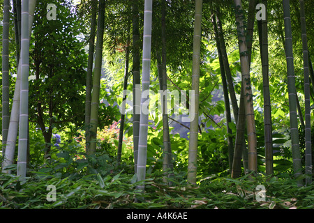 Luce del sole che filtra attraverso il bambù a Kamakura vicino a Tokyo Kanto regione Asia Giappone Foto Stock