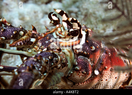 Close up aragoste Panulirus Argus Exuma Bahamas Foto Stock