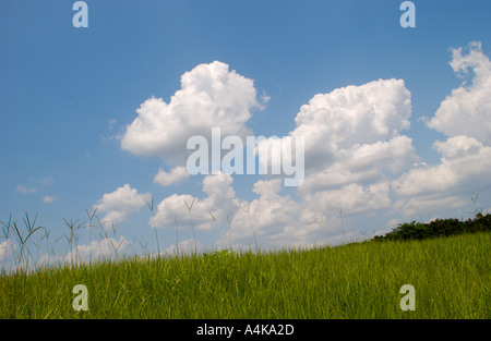 Il Cumulus bianco delle nuvole e il verde erba Foto Stock