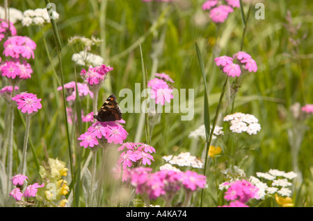 Una piccola farfalla Tortoishell in Svizzera, un prato di fiori selvaggi Foto Stock