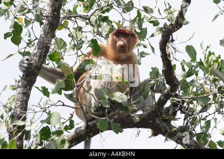 Proboscide monkey Nasalis Larvatus Bako National Park Borneo Malese Foto Stock