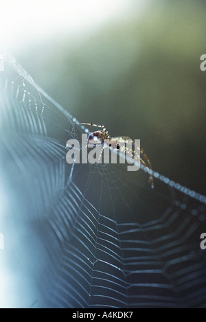 Ragno sul spiderweb Foto Stock
