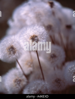 Fiori di dente di leone Foto Stock